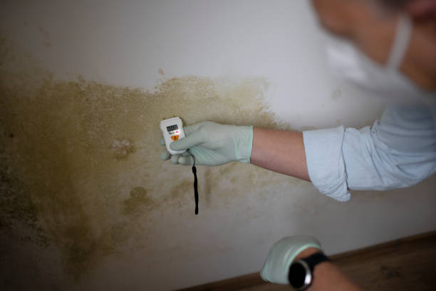 Best Certified Mold Removal  in Powhatan Point, OH