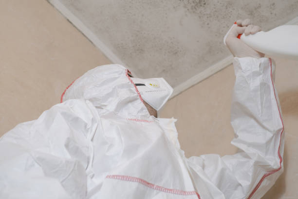 Best Local Mold Removal Service  in Powhatan Point, OH