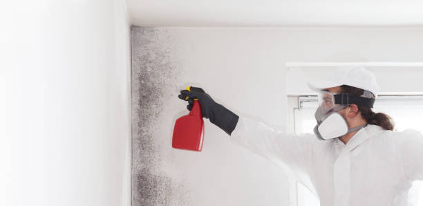 Best Mold Testing and Removal  in Powhatan Point, OH