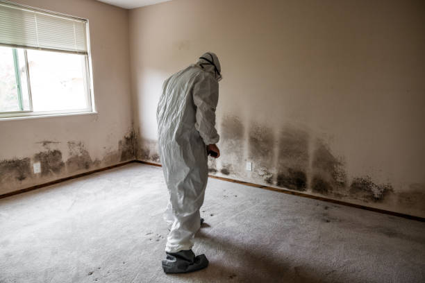 Best Attic Mold Removal  in Powhatan Point, OH