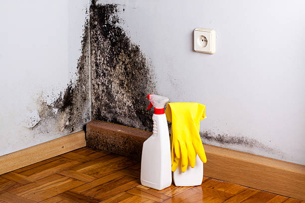 Best Same-Day Mold Removal  in Powhatan Point, OH
