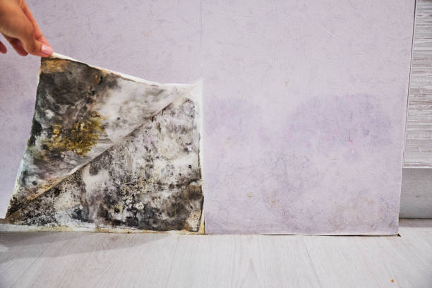 Mold Testing and Removal in Powhatan Point, OH